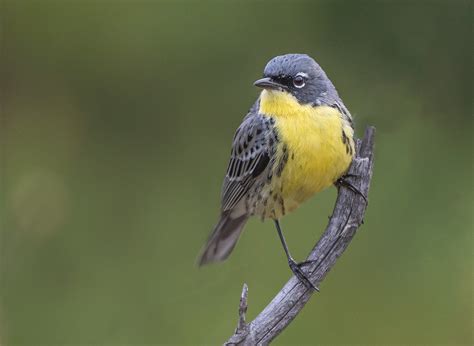 Kirtlands Warbler | This large Warbler is evaluated as Near … | Flickr