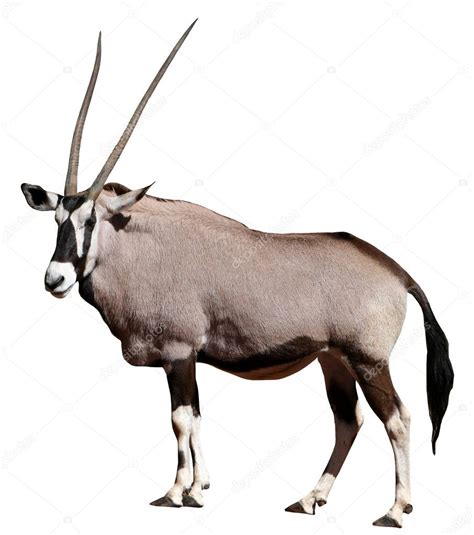 Gemsbok Antelope — Stock Photo © fouroaks #2319575