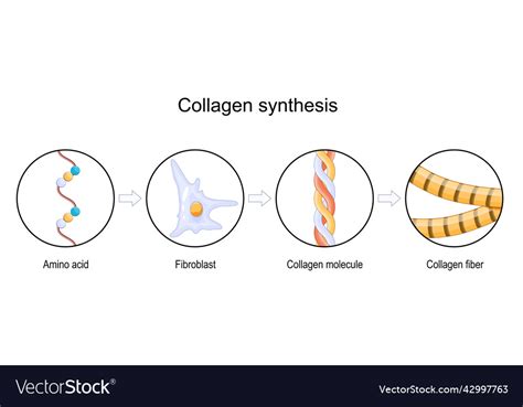 Collagen synthesis Royalty Free Vector Image - VectorStock