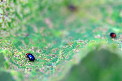 Organic Flea Beetle Control: Methods to Protect Your Garden