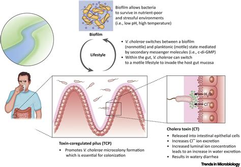Vibrio cholerae: Trends in Microbiology