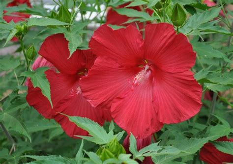 Hardy Hibiscus Seeds LORD BALTIMORE Winter Hardy Shrub