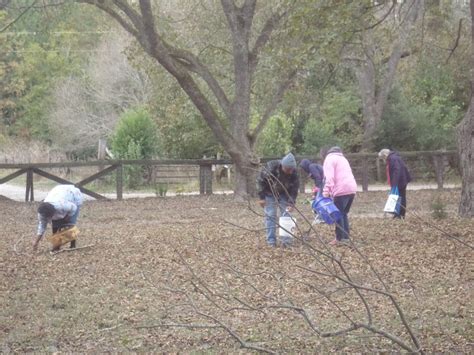 Pecan Pickin' - NC Folk