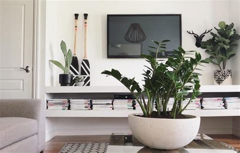 Indoor plants for dark corners!