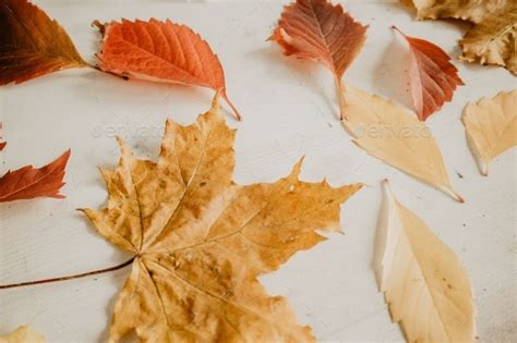 fall background / autumn leaves / orange color / fall season Stock Photo by LesiaScotch