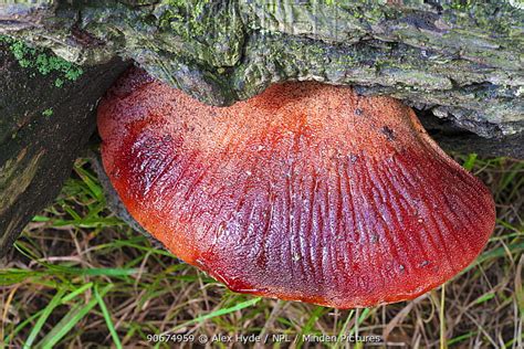 Minden Pictures - Beefsteak fungus (Fistulina hepatica) bracket fungus growing on English Oak ...