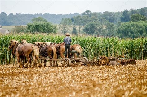 Traditional Amish Farming — Stock Photo © woodkern #24078285