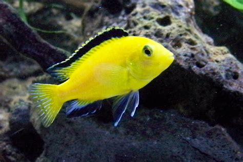 African Cichlids Fish Breed Information And Pictures