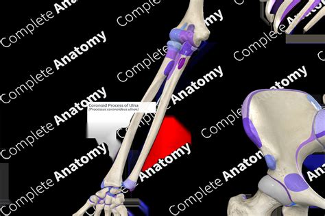 Coronoid Process of Ulna | Complete Anatomy