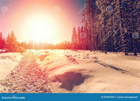 Winter Landscape with Setting Sun Stock Photo - Image of clear, yellow: 95497968