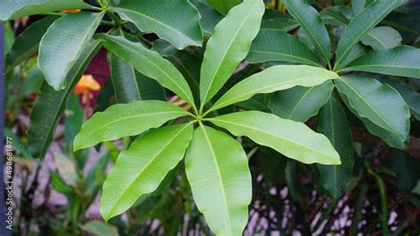 Pulai leaf is the name of a tree with the botanical name Alstonia scholaris. This tree is a type ...