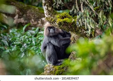 108 Nilgiri Langur Images, Stock Photos, 3D objects, & Vectors ...