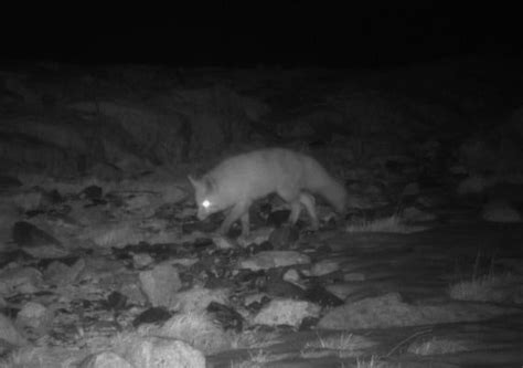 Endangered Sierra Nevada red fox discovered in national park ...