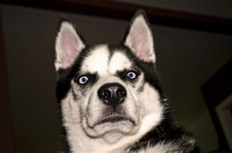 Shocked Husky | Bored Panda