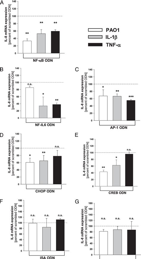 [PDF] Epithelial the IL-8 Gene in Human Bronchial Mapping the Transcriptional Machinery of ...