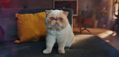 Samsung ad 2023: The Cat That Said WOW