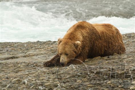 Ozark Images | Bears | Now it's nap time