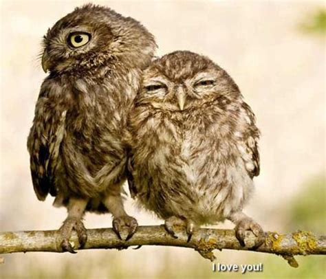 17 Best images about Baby Owl sleeping! So cute! on Pinterest | Birds of prey, The zoo and Baby ...