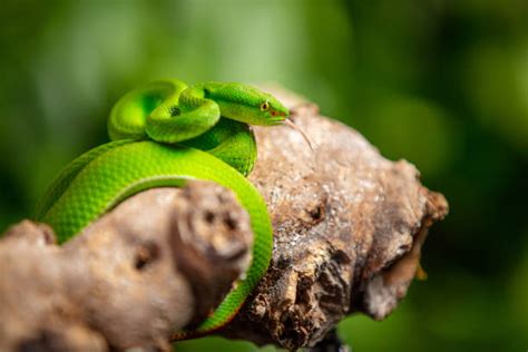 Snake Terrarium Stock Photos, Pictures & Royalty-Free Images - iStock