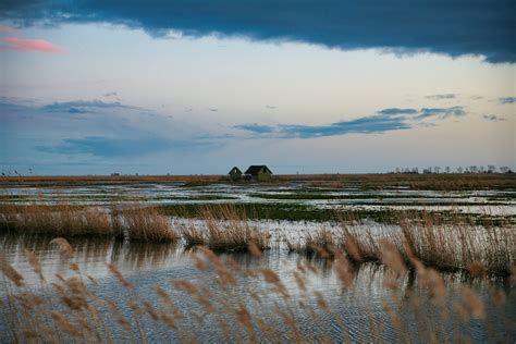 Grass In The Middle Of A Salt Marsh · Free Stock Photo