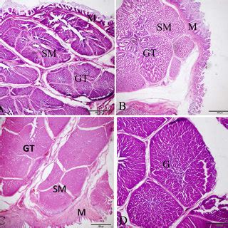 Histology of gizzard at day-old chicken. Here, Cuticle(C), Glands (G)... | Download Scientific ...