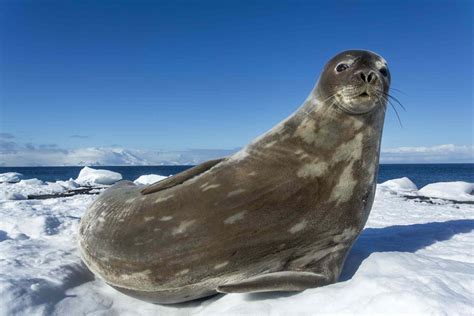 10 Incredible Animals That Live in Antarctica