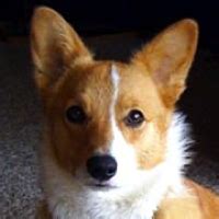 - California Corgi Rescue - ADOPTIONS - Rescue Me!