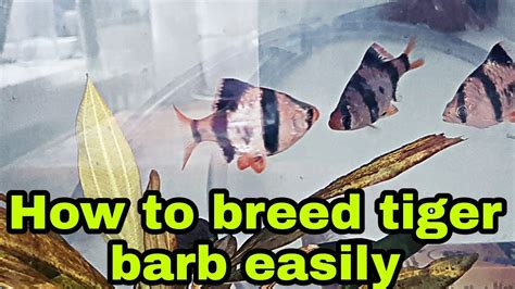 How to breed tiger Barbs easily at home - YouTube