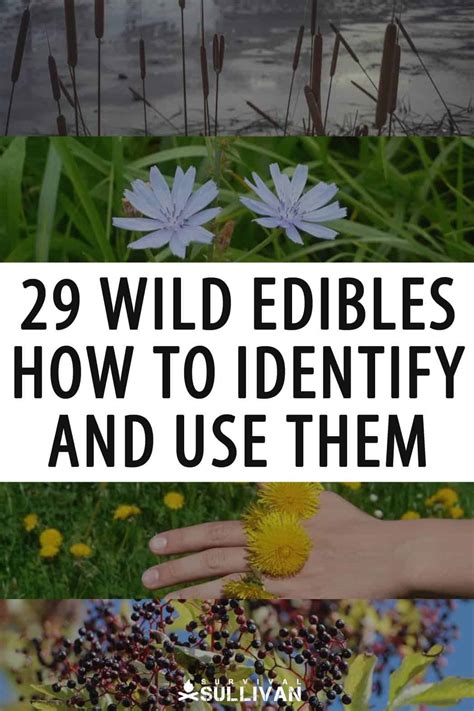 29 Wild Edible Plants: How to Identify and Use Them - Survival Sullivan