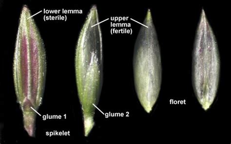 Digitaria sanguinalis (hairy crabgrass): Go Botany