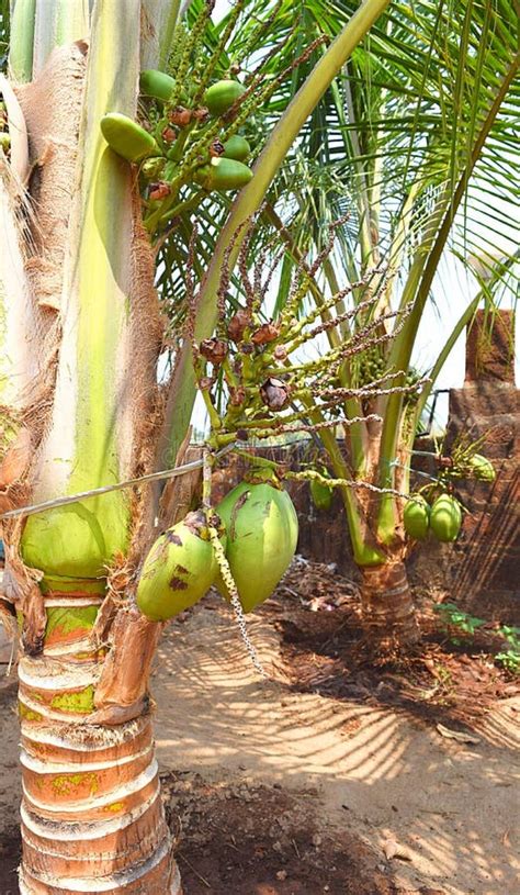 Small Green Unripe Coconuts on a Dwarf Coconut Tree - Cocos Nucifera Nana Stock Photo - Image of ...