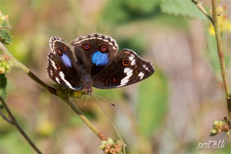Blue Pansy butterfly 2 | Blue pansies, African wildlife photography ...
