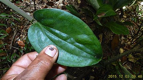 Smilax sp., Smilacaceae, Atlantic forest, northern littoral of Bahia, Brazil | Flickr