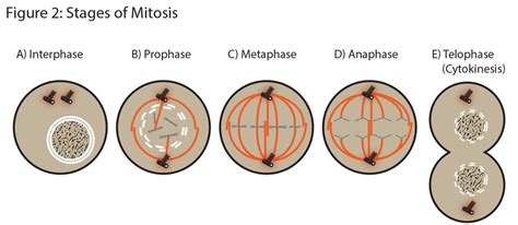 Biology Unit 3 Mitosis Diagram | Quizlet