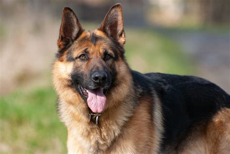 How Long Do German Shepherds Live? Average Lifespan, Data & Care Guide – Dogster