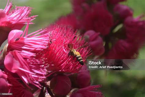 Entomophily Or Insect Pollination Stock Photo - Download Image Now ...