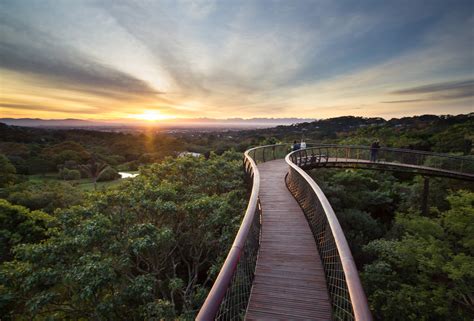 Kirstenbosch Centenary tree canopy walkway / Mark Thomas Architects ...