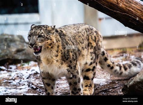 Granby, Quebec - Dec 31 2023: Beautiful snow leopard in the winter Granby Zoo Stock Photo - Alamy