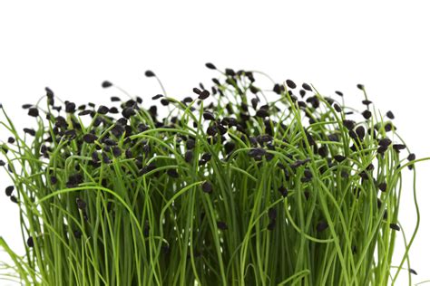 Growing Chives from Seeds or Starts - Food Gardening Network