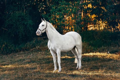 15 White Horse Breeds You Should Know - Seriously Equestrian