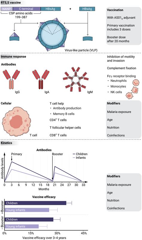 The RTS,S malaria vaccine: Current impact and foundation for the future | Science Translational ...