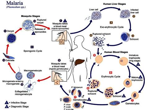 Plasmodium mengalami perubahan bentuk pada setiap fase dalam siklus hidupnya. Fase yang terdapat ...