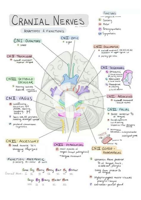 SOLUTION: Cranial nerves 1 12 cranial nerves spermatogenesis human ...