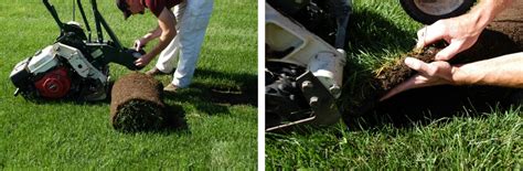 Assessing fine fescue traits for the development of sustainable sod | Turfgrass Science