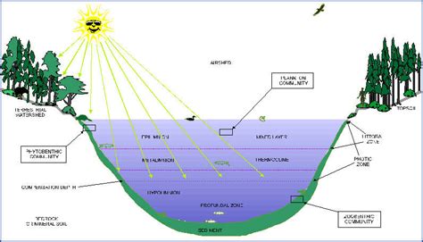 Aquatic Ecosystems: Aquatic Ecosystems Diagram