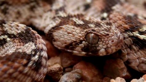 10 Worlds Most Venomous Snakes - YouTube