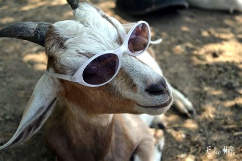 Popularity | Goats, Cutee animals, Animals