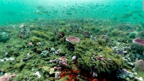 Warming temperatures threaten hundreds of fish species the world relies ...