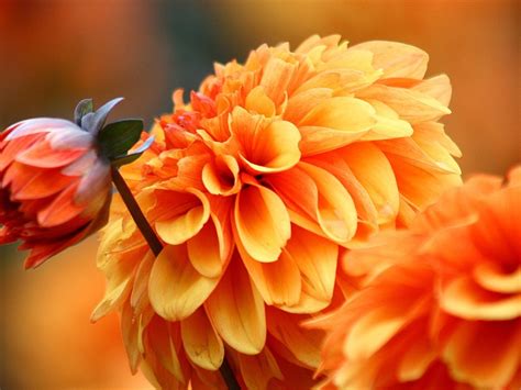 Orange Dahlia Photo Multifoliate Dahlia picture Preview | 10wallpaper.com