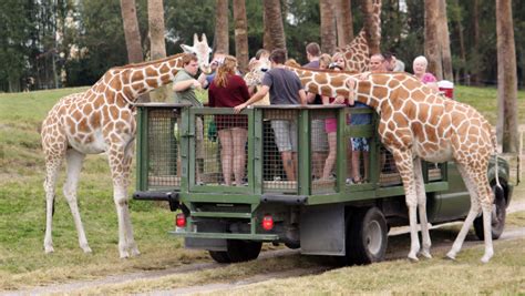 Busch Gardens | Animals beautiful, Busch gardens, Giraffe